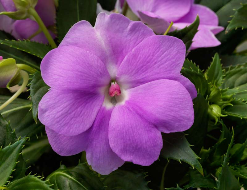 Impatiens 'Sunpatiens Compact Orchid'